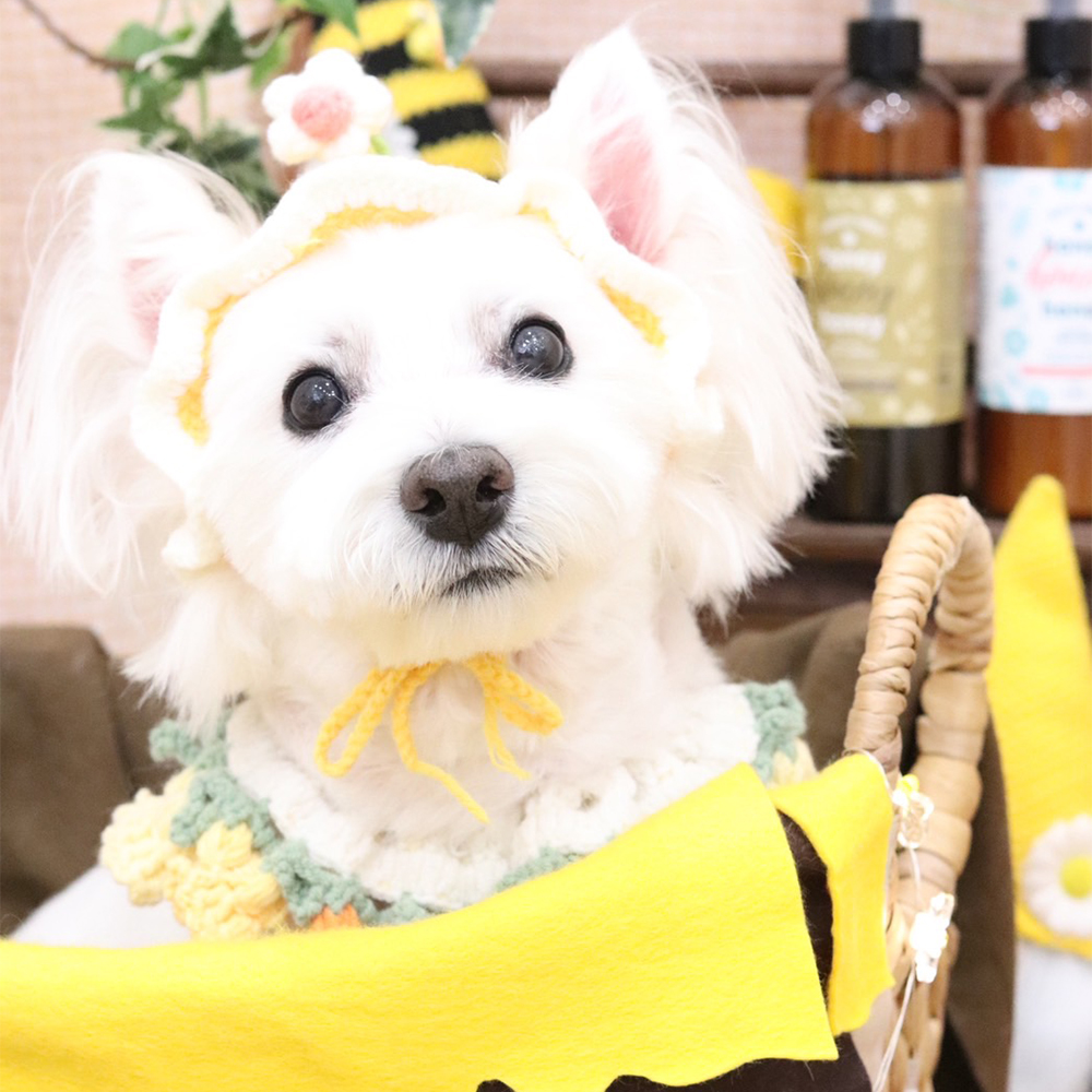 卒業犬ベラちゃんの近況♪
